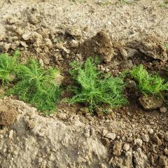 土ごと掘り取った苗を植えていきます