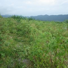 除草作業をするための通路の草刈り作業