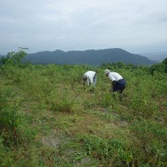 通路が出来たら除草作業