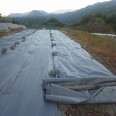 日没が近づいたので今日の作業はここまで