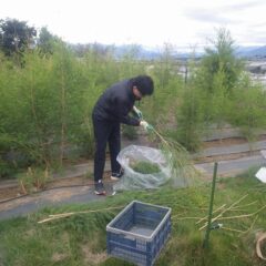 幹から小枝だけを取って蒸留します