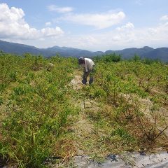 今日も炎天下のローズ畑では除草作業は続いています