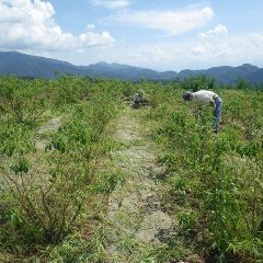 セミの鳴き声がアブラゼミからヒグラシに変わり、ローズ畑に吹く風も秋の気配を感じるようになりました