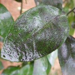 除菌洗剤を使って葉のカビを浮き上がらせます