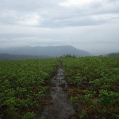 雨が小康状態になった農場のローズ畑