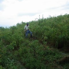 ローズ畑では除草作業をするための通路の草刈り作業が行われています