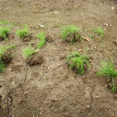 土ごと掘り取った苗を植え付けていきます