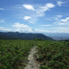 真夏の日差しに逆戻りした農場のローズ畑