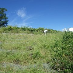 ローズ畑の除草作業に追われていてラベンダー畑が雑草に覆われてしまいました