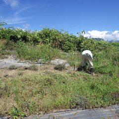 今日は手分けをしてラベンダー畑も除草作業