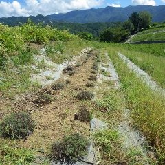 除草作業をして現れたラベンダー