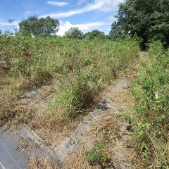 ローズ畑の除草作業も大詰めです