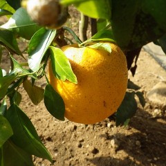 昨年の実は橙色のまま同じ木に代々にわたり実を付ける縁起物