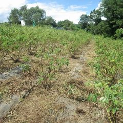 ローズ畑の除草作業は一段落