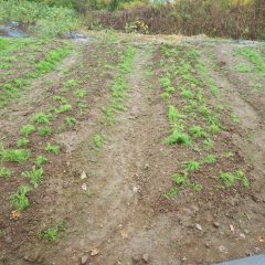 二畝の移植が終わったところで雨が本降りになって作業終了