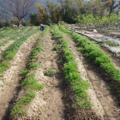 苗の生長を妨げる雑草を取り除いていきます