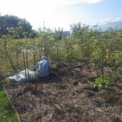 事務局前でもローズ畑の除草作業中