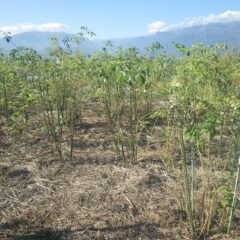 除草作業が終わったローズ畑