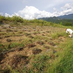 ラベンダー畑の除草作業も大分進みました