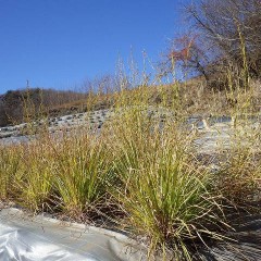 農場では収穫しなかったパルマローザの花穂がやっと熟し始めました