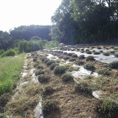 除草作業が終わって本来の姿を現したラベンダー畑