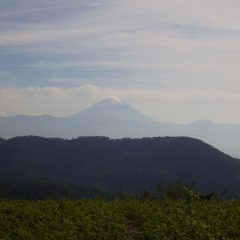 晴れて富士山が顔を出した農場のローズ畑