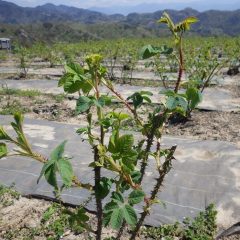 ローズの新芽もこんなに伸びています