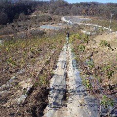 農場では寒風の中でローズ畑の清掃が続いています