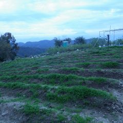 日が落ちるまで除草作業は続けられました