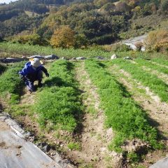 カモマイル・ジャーマン畑の除草作業も終盤を迎えています