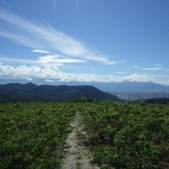 除草作業の終わったローズ畑