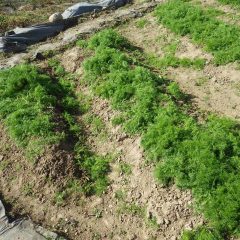 綺麗になって傾斜畑の除草作業が終了しました