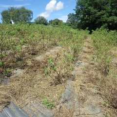 除草した草が干し草の様に乾燥しています