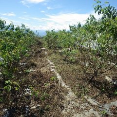 除草が終わって風通しも良くなったローズ畑