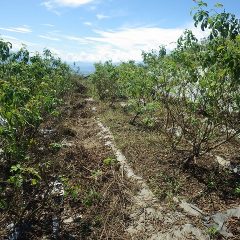 除草が終わって風通しも良くなったローズ畑