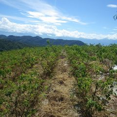 この後は除草した草の運び出し作業が残っています