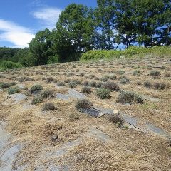 除草作業の終わったラベンダー畑