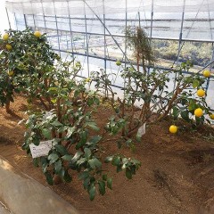 寒さに弱い柑橘の冬支度をするためレモンとライムを収穫しました