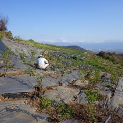 夕方、富士山が顔を出してくれました