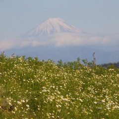 カモマイル・ジャーマン