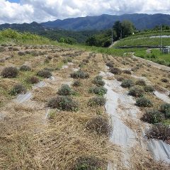 こちらも除草した草の運び出しが残っています