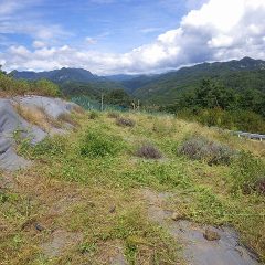 雑草を刈るとラベンダー・スーパー＆グロッソが顔を出しました