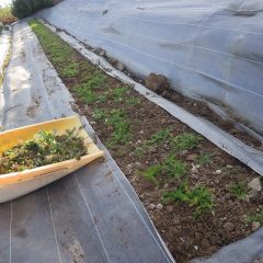 順調に除草作業が進んでいます