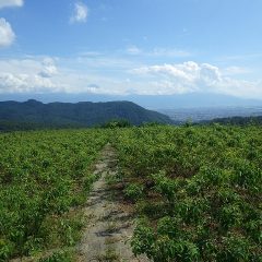 秋風を感じたのも束の間、再びローズ畑に夏空が広がりました