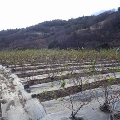 綺麗になったローズ畑の通路