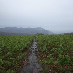 昼前に雨が降りだしてしまい移植作業をやむなく中断しました