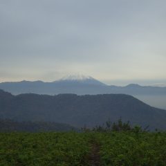 午後になって雨が上がり雲の切れ間から富士山が姿を現し移植作業再開！