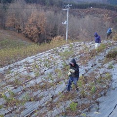 清掃の終わったローズ畑では寒風の中で剪定作業が始まりました