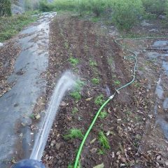 夕暮れまで作業をして灌水して本日の作業終了