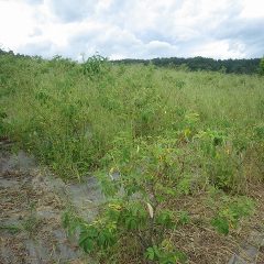 残り半分の草刈り作業開始